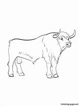 Bull Hereford Coloring Pages Ferdinand Drawing Getdrawings Getcolorings Kids sketch template