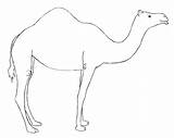 Camel Camelo Dromedary Kamele Humped Drawcentral sketch template