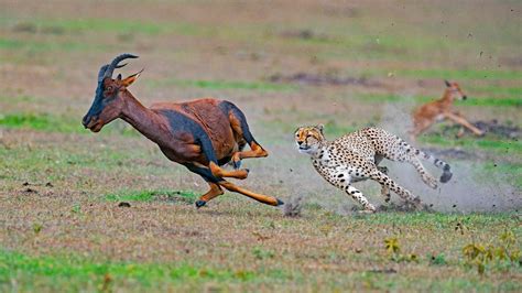 cheetah chasing prey  dhritiman mukherjee