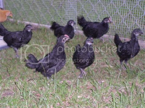 Small Black Chickens And A Large Gold One Updated Pg 2 Backyard