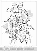 Coloring Lilies Pages Easter Graceful Check These If Other Spring Pdf Perfect Flower sketch template