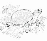 Coloring Pages Animals Land Getcolorings Pond sketch template