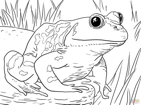 pin  kathy davis  raskraski frog coloring pages animal coloring