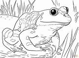 Coloring Frog Pages Frogs Printable Kids Animal Book Adult Choose Board Books Cute Mario Super sketch template