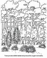 Coloring Pages Rainforest Trees Getcolorings Printable sketch template
