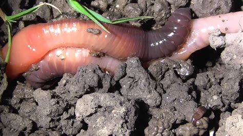 Earth Worms Mating Full Hd 7apr15 Cambridge Uk 1023p Earthworms