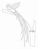Quetzal Simbolos Patrio Patrios Simbolo Imagui Volando Marimba Monja Aves Ceiba Pájaro sketch template