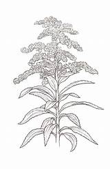 Goldenrod Drawing Flower Clipart Sketch Kentucky Coloring Collection Drawings Cliparts State Choose Board Explore Library Pages Botanical sketch template