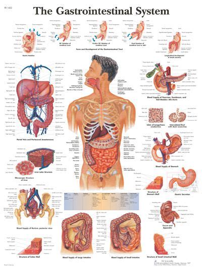 human anatomy charts  posters