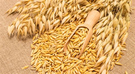 dried  oat grain  funguy company