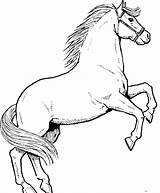 Horse Coloring Pages Drawing Horses Rearing Drawings Print Color Printable Stallions Kids Sheets Clipart Stallion Colouring Basic Male Ikids Awesome sketch template