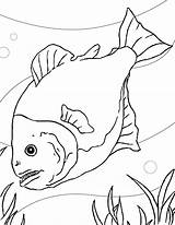 Piranha Coloring Pages Aquarium Animals Color Fish Template Drawing Fishes Print Pirahna Ink Printable Designlooter Search Gif Drawings Getdrawings 792px sketch template