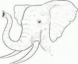 Coloring Elephant Face Popular sketch template