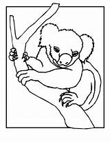 Koala Kolorowanki Bears Dzieci Woo Coloringhome sketch template