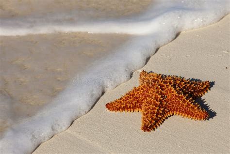 starfish  beach stock image image  life approaching