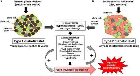 frontiers diabetic cardiomyopathy impact of biological