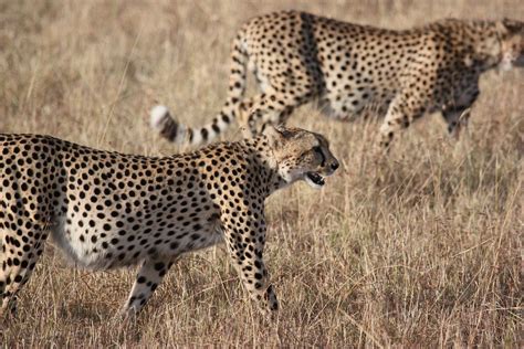 paniek  beekse bergen jongen   hoofd gebeten door cheeta