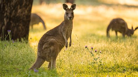 kangaroo attacks australian wildlife caretaker   attempting