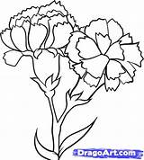 Carnation Coloring Getcolorings Printable sketch template