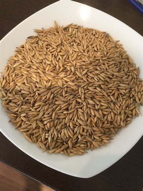 feed oats approx  grain seed oats  sale