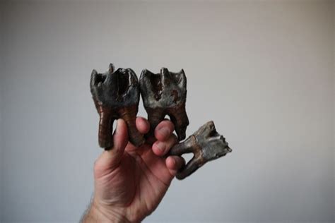 woolly rhinoceros teeth coelodonta sp catawiki
