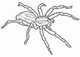 Spider Aranha Lobo Tegninger Wolf Arachnid Agile Hunters sketch template