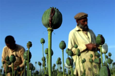 heroin  grows   poppy crops thrive  afghanistan nbc news