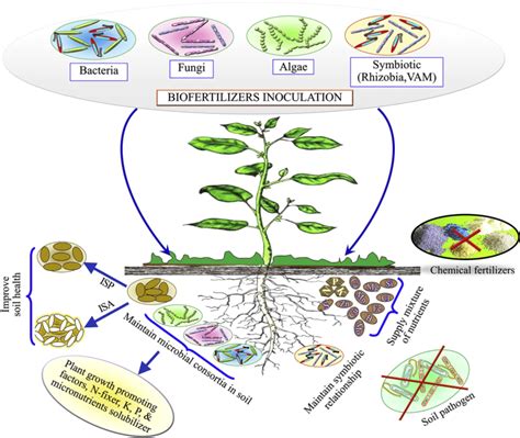 schematic representation influence  biofertilizers  plant