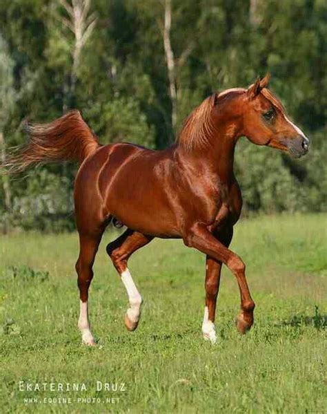 images  arab  pinterest arabian horses  horse  grey