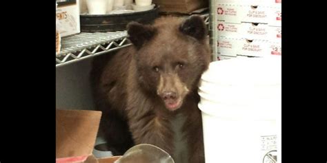 The Internet Is Going Nuts Over Where This Sleepy Bear Cub Was Caught