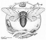 Cicada Drawing Getdrawings Line sketch template