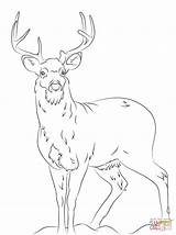 Deer Coloring Pages Tail Tailed Printable Adult Drawing Color Whitetail Drawings Print Draw Sketches Animal Clip Hunting sketch template
