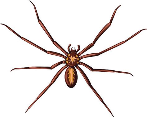 Best Spider Bite Illustrations Royalty Free Vector Graphics And Clip Art