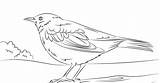Blaumeise Ausmalbild Blackbird Common sketch template