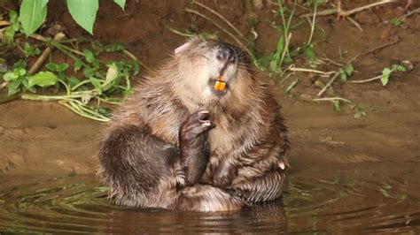 beaver families win legal right to remain bbc news