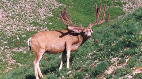 wyoming range mule deer trends hunting  fishing news blog