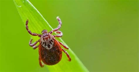 Understanding Lyme Disease Symptoms Testing And Treatment United