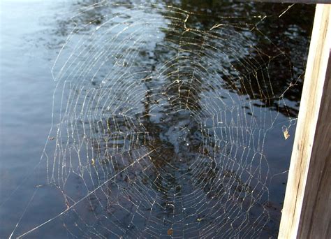 photo spider web spider spiders spiderweb