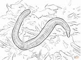 Coloring Pages Worm Wiggler Red Drawing Printable Realistic sketch template