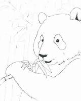 Panda Giant Coloring Getcolorings Drawing sketch template