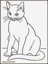Coloring Gambar Mewarnai Kids Pages Kucing sketch template