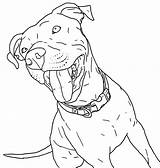 Realistas Realista Desenho Pitbull Cachorro Criações Procurando Bacana Estava Faça Principalmente Você sketch template