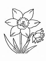 Daffodil Coloring Pages Drawing Flowers Flower Print Printable Recommended Getdrawings Color sketch template