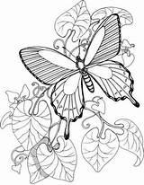 Dibujos Mariposas sketch template