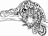 Leopard Snow Coloring Pages Baby Drawing Clipart Coloriage Colorier Animaux Printable Sheet Amur Getcolorings Color Colorin Print Getdrawings Head Leopards sketch template