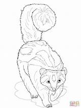 Coloring Ferret Polecat Striped Zorilla Pages Footed Weasel Drawing Ferrets Printable Color Getdrawings Drawings Colorings Getcolorings sketch template