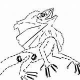 Lizard Neck Frilled Coloring 76kb Drawings sketch template