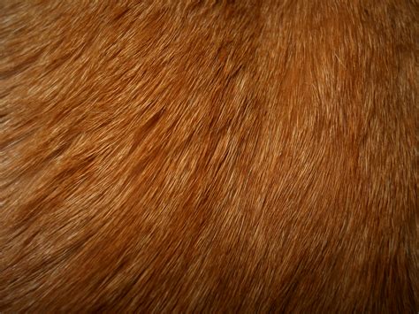 texture fur fur texture background background
