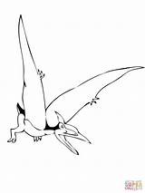 Pteranodon Coloring Pterodactyl Pages Dinosaur Drawing Printable Flying Getdrawings Supercoloring Color Getcolorings Clipart Categories sketch template
