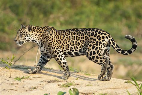 jaguars endangered animals sciencing